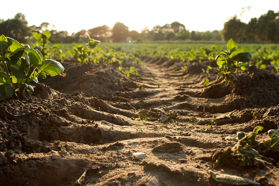 How to keep your soil fertile - Aquascapes