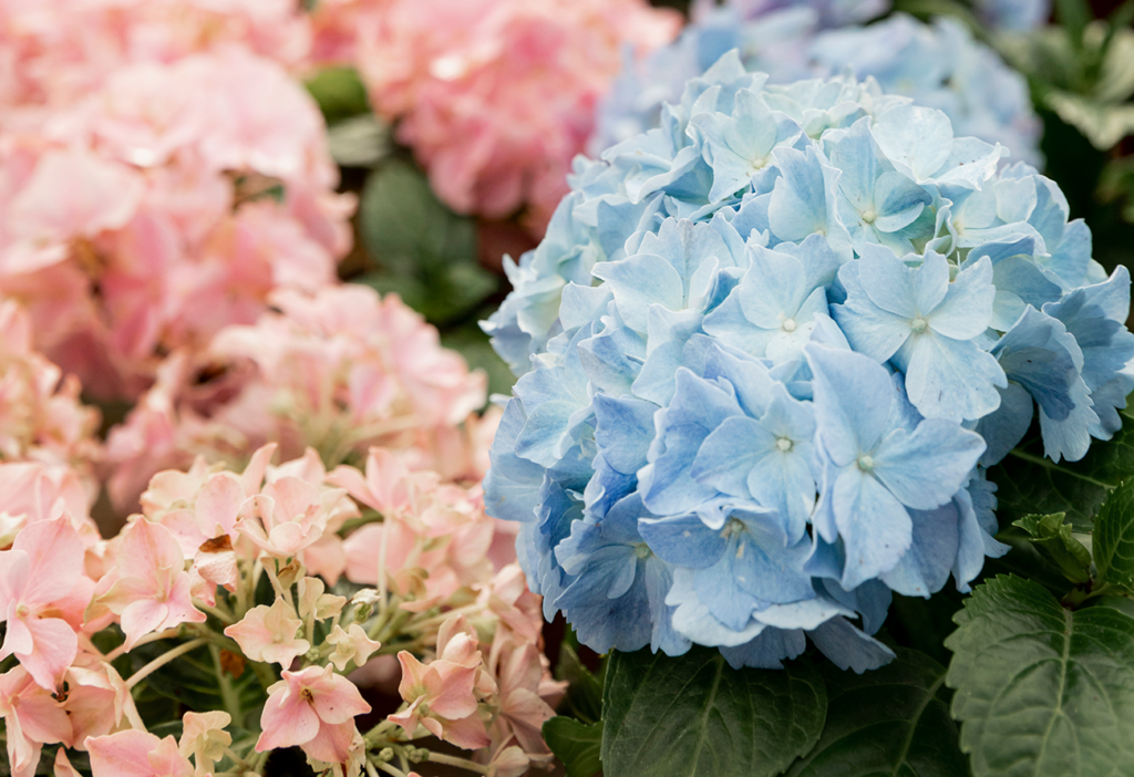 The Ultimate Guide to Choosing the Best Hydrangea Types for Creating a Stunning Hedge