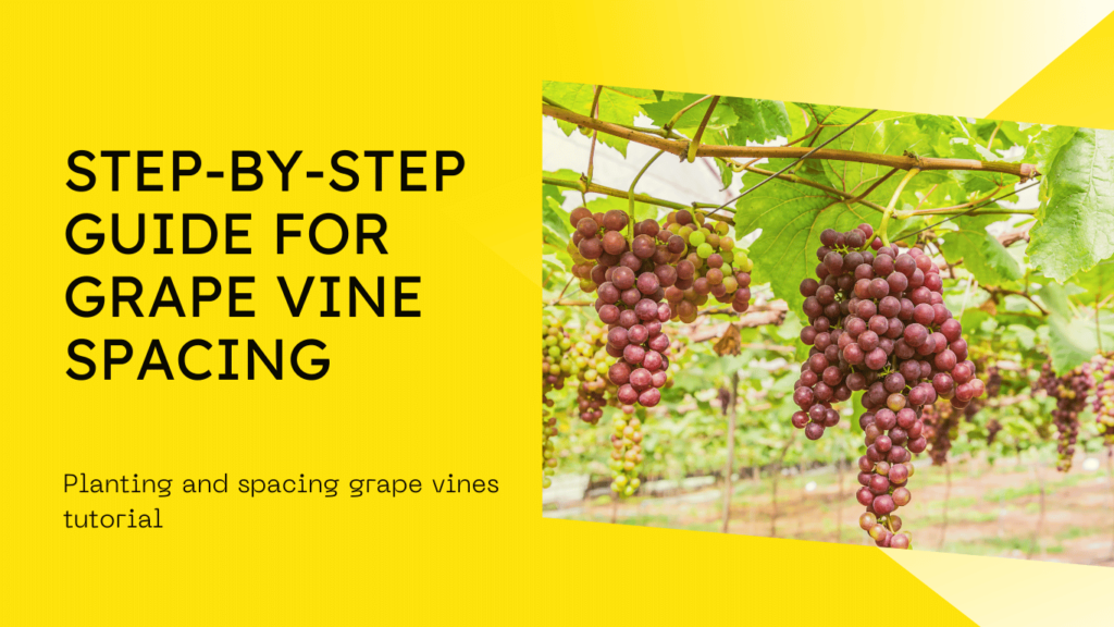 How to Plant and Space Grape Vines