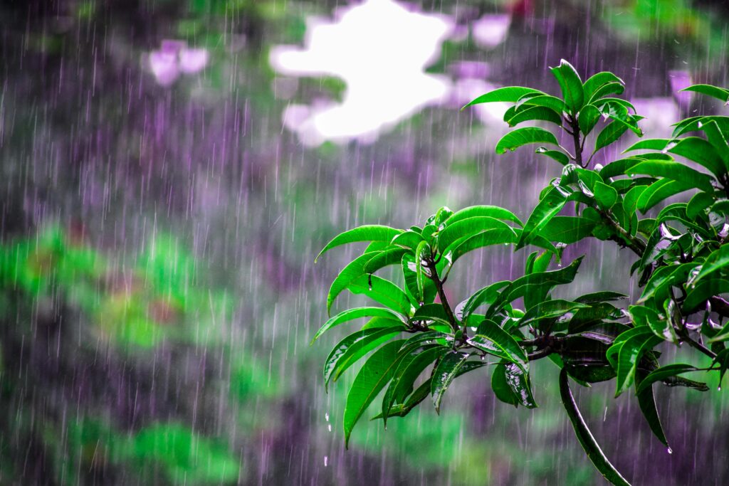 Why You Need Professional Landscaping Services During the Kenyan Rainy Season