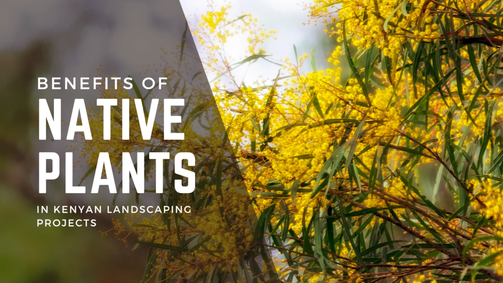 The Benefits of Native Plants in Kenyan Landscaping Projects