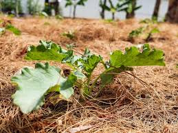 Why Mulching is a Must-Have Practice for Kenyan Landscapes